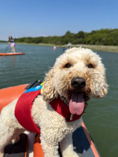 Spinlock FIDO Dog Life Jacket - Image 3