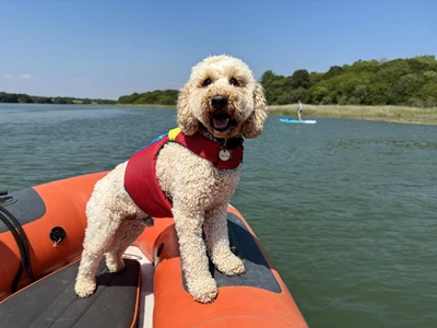Spinlock FIDO Dog Life Jacket - Image 4