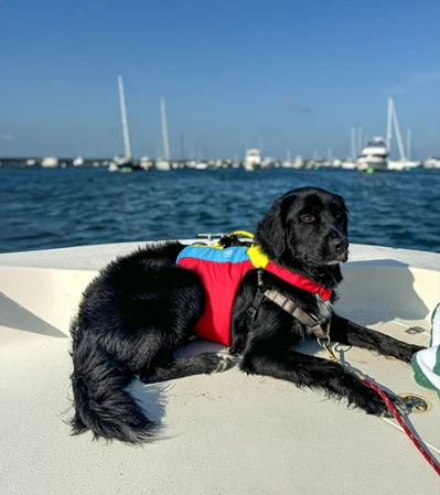 Spinlock FIDO Dog Life Jacket - Image 6